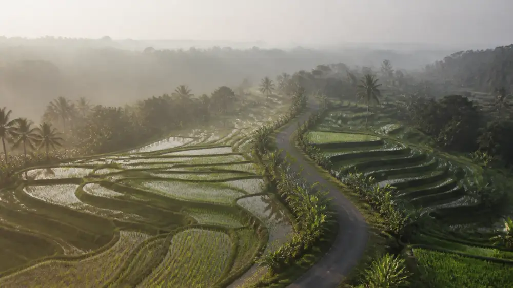 Rice terraces in Bali in morning haze